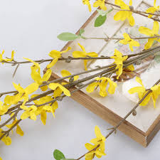 Forsythia Hampshire Flower Seeds – Heirloom, Non-GMO, Premium Quality