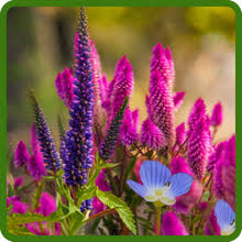 Veronica Flower Seeds for Planting – Pollinator Friendly, Heirloom, Non-GMO, High Germination Garden Seeds