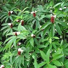 Costus Speciosus Flower Seeds for Planting – Heirloom, Non-GMO &amp; High Germination Garden Seeds