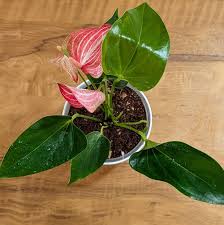 Red White Anthurium Seeds for Planting – Heirloom, Non-GMO, High Germination, Organic Garden Seeds