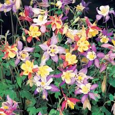 Aquilegia Flower Seeds for Planting – Wildflower Mix, Heirloom, Non-GMO, High Germination Organic Garden Seeds