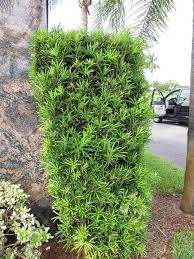 Podocarpus Macrophyllus Seeds for Planting – Compact Growth, Heirloom & Non-GMO