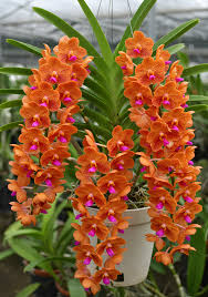 Orange Mini Orchid Flower Seeds for Planting – Seasonal Bloomer, Heirloom, Non-GMO, High Germination Organic Garden Seeds