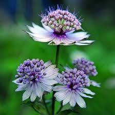 Heirloom Astrantia Flower Seeds for Planting – Non-GMO, High Germination Organic Garden Seeds
