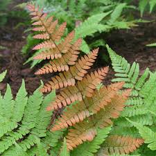 Dryopteris Erythrosora Flower Seeds for Planting – Heirloom, Non-GMO, High Germination Organic Garden Seeds