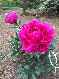 Dark Pink Rose Flower Seeds – Heirloom Non‑GMO Seeds for Planting, Pollinator Friendly High Germination Organic Garden Seeds