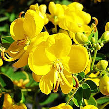 Green Semen Cassiae Flower Seeds for Planting – Heirloom, Non-GMO, High Germination Organic Garden Seeds