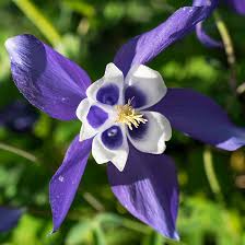 Blue White Aquilegia Coerulea Flower Seeds for Planting – Heirloom, Non-GMO, High Germination Organic Garden Seeds