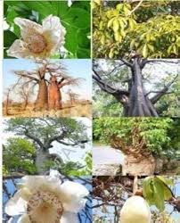 Adansonia Digitata Flower Seeds – Heirloom, Non-GMO, Bright Blooms