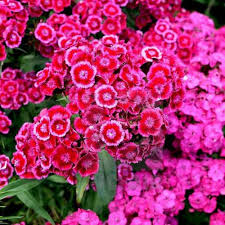 Pink Dianthus Cardinal Flower Seeds for Planting – Colorful Display Heirloom Non-GMO High Germination Organic Garden Seeds