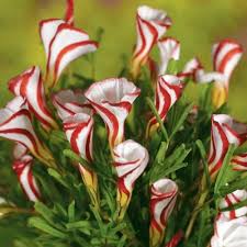 Mixed Oxalis Flower Seeds for Planting – Long Bloom Heirloom Non-GMO High Germination Garden Seeds
