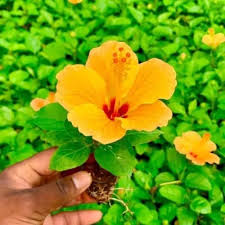 Yellow Hibiscus Flower Seeds for Planting – Heirloom, Non-GMO, Premium Organic Garden Seeds