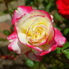 Double Delight Hybrid Tea Rose Flower Seeds for Planting – Heirloom, Non-GMO, High Germination Organic Garden Seeds