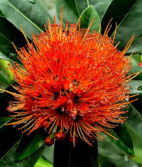 Crimson Flower Seeds for Planting – Colorful Display, Heirloom, Non-GMO, Organic Garden Seeds