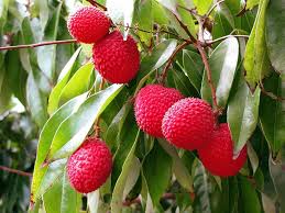 Fruit Seeds,Garden seeds, Seeds For Planting,Plant Seeds