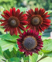 Chocolate Sunflower Flower Seeds for Planting – Heirloom, Non-GMO, Premium Quality, High Germination