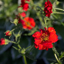 Geum Flower Seeds for Planting – Fragrant Blossoms, Heirloom, Non-GMO, High Germination