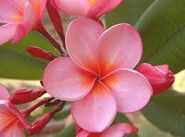 Flower Seeds, Seeds,Seeds For Planting,Plant Seeds