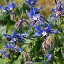 Blue Borage Flower Seeds for Planting – Heirloom, Non-GMO, High Germination Organic Garden Seeds