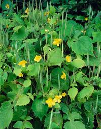 Stylophorum Lasiocarpum Flower Seeds for Planting – Fragrant Blossoms Heirloom Non-GMO High Germination Organic Garden Seeds
