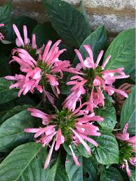 Plumed Flower seeds for Planting – Colorful Display, Heirloom, Non-GMO, High Germination Organic Garden Seeds