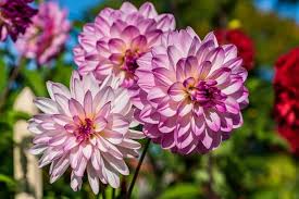 Dahlias Flower Seeds for Planting – Heirloom, Non-GMO, Drought Tolerant, High Germination Organic Garden Seeds