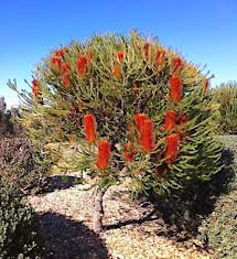 Banksia Flower Seeds for Planting – Drought Tolerant, Heirloom, Non-GMO, High Germination Garden Seeds