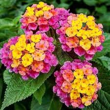 Lantana Camara Flower Seeds for Planting – Hardy Variety, Heirloom, Non-GMO, High Germination Garden Seeds