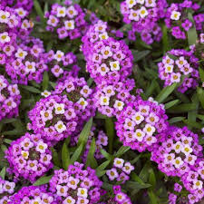 Lobularia Maritima Flower Seeds for Planting | Heirloom Non-GMO High Germination Organic Garden Seeds
