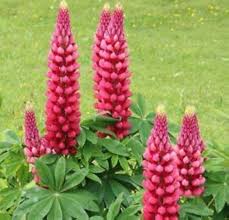 Red Lupine Flower Seeds for Planting – Bright Blooms, Heirloom, Non-GMO, High Germination Organic Garden Seeds