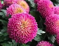 Heirloom Chrysanthemum Flower Seeds for Planting – Long Bloom Season, Non-GMO & High Germination Seeds