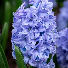 Blue Hyacinth Seeds for Planting – Cut Flower Favorite, Heirloom, Non-GMO Organic Garden Seeds