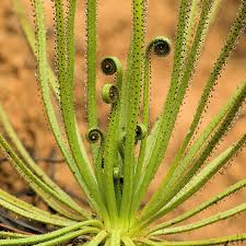 Flower Seeds, Seeds,Seeds For Planting,Plant Seeds