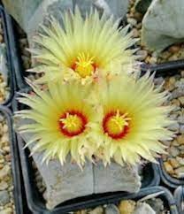 Astrophytum Flower Seeds for Planting – Cottage Garden Essential Heirloom Non-GMO Organic Garden Seeds