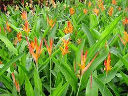 Heliconia Flower Seeds for Planting – Heirloom, Non-GMO, Perfect for Borders Organic Garden Seeds
