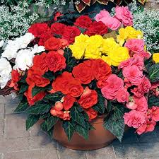 Heirloom Begonia Flower Seeds – Non-GMO, High Germination Organic Garden Seeds