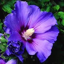 Dark Blue Hibiscus Flower Seeds for Planting – Perfect for Borders Heirloom Non-GMO Organic Garden Seeds