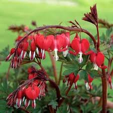 Bleeding Heart Flower Seeds for Planting | Heirloom, Non-GMO, High Germination, Organic Garden Seeds