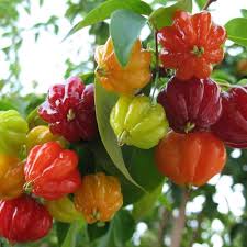 Fruit Seeds,Garden seeds, Seeds For Planting,Plant Seeds