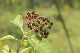 Santalum Album Flower Seeds for Planting – Heirloom, Non-GMO, Low Maintenance, High Germination