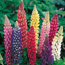 Light Pink Lupine Flower Seeds for Planting | Heirloom Non-GMO High Germination Organic Garden Seeds