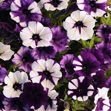 Shock Wave Tie Dye Purple Petunia Flower Seeds for Planting - Heirloom, Non-GMO, High Germination Organic Seeds