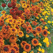 Yellow Rudbeckia Goldstrum Flower Seeds for Planting