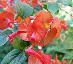 Heirloom Holmskioldia Flower Seeds – Non-GMO, High Germination Organic Garden Seeds