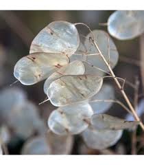 White Lunaria Biennis Flower Seeds for Planting – Pollinator Friendly, Heirloom, Non-GMO, High Germination