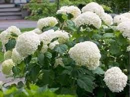 White Hydrangea Flower Seeds for Planting – Heirloom, Non-GMO, High Germination Organic Garden Seeds