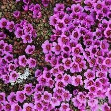 Purple Saxifraga Arendsii Flower Seeds for Planting – Compact Growth, Heirloom, Non-GMO, High Germination