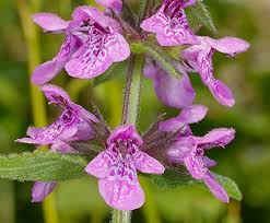 Purple Marsh Woundwort Flower Seeds for Planting – Seasonal Bloomer, Heirloom, Non-GMO, High Germination Organic Garden Seeds