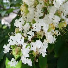 White Crape Myrtle Tree Seeds for Planting – Heirloom, Non-GMO, Compact Growth, Organic Garden Seeds