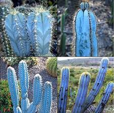Blue Pilosocereus Flower Seeds for Planting – Heirloom, Non-GMO, Garden Favorite Organic Seeds